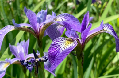 (1) Northern Blue Flag (Iris versicolor) 
