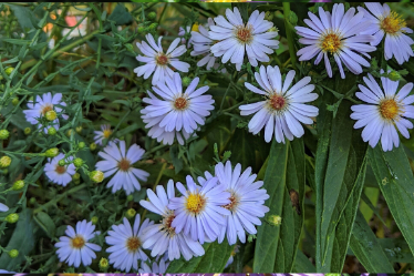 (5) Smooth Blue Aster (Aster laevis)