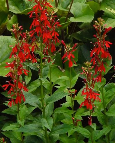 Cardinal Flower
