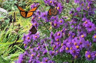 New England Aster