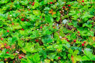 Wild Strawberry 